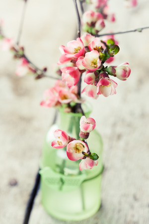 Spring flowers: branches of japanese quince in vaseの写真素材