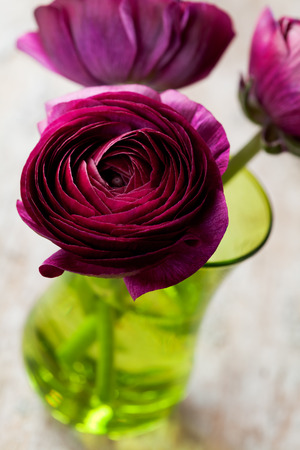 Purple buttercups - ranunculus in vaseの写真素材