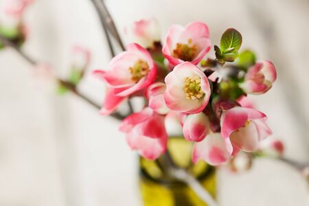 Spring flowers: branches of japanese quince in vaseの写真素材