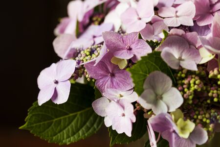 Bunch of beautiful pink Hydrangea/ hortenzia flowers