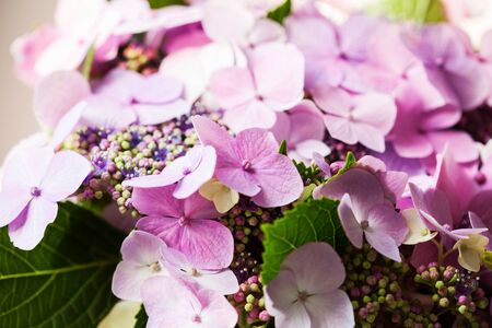Bunch of beautiful pink Hydrangea/ Hortensia flowersの写真素材