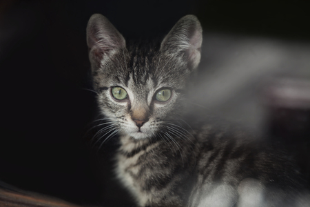 Cutte green eyed tabby kitten staring through the windowの写真素材