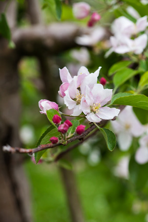Branches of blossoming apple trees, close upの写真素材