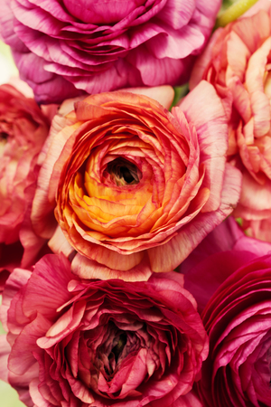 Close up of pink and orange ranunculus (buttercup), background