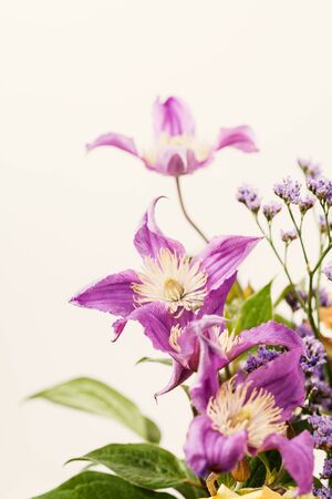 Purple clematis and sea-lavender on white backgroundの写真素材