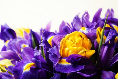 Bouquet of English Irises and peony-flowered yellow tulips, close upの写真素材