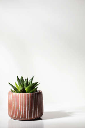 Close up of succulent plant on white backgroundの写真素材