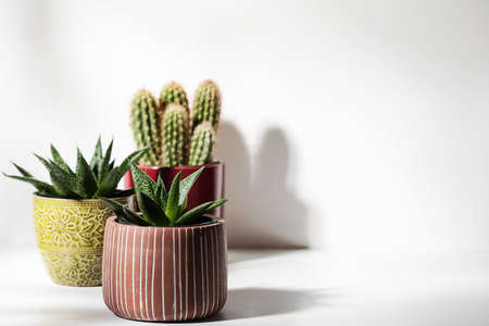 Close up of succulent plants in colorful pots on white backgroundの写真素材