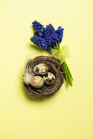 Quail eggs in nest and Muscari bouquet on yellow background. Easter conceptの写真素材