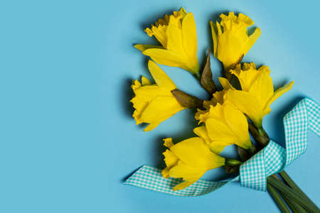 Easter daffodil bouquet on cyan backgroundの写真素材