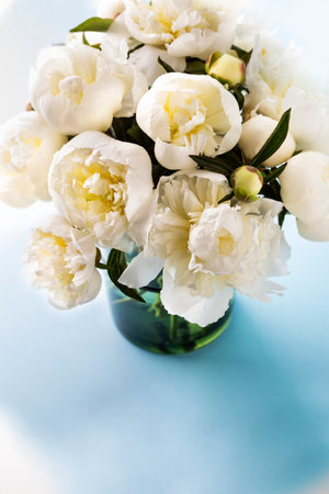White peonies in vase on blue backgroundの写真素材