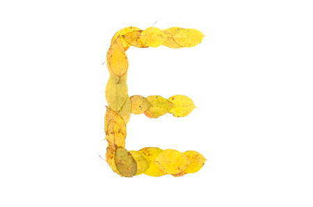 Letter E made of autumn fallen leaves isolated on white. Alphabet.の写真素材