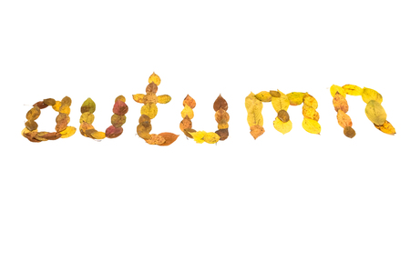 Autumn text inscription made of fallen leaves isolated on white background. Foliage isolated.の写真素材