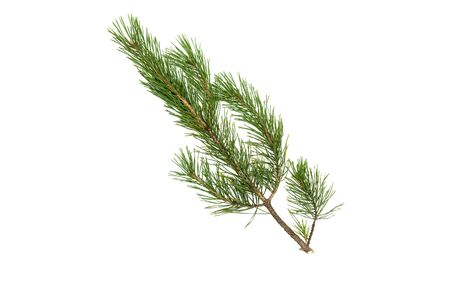 Fir tree branches isolated on white background. Christmas pine tree branches decoration.の写真素材