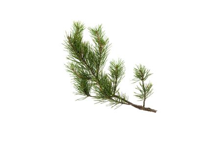 Fir tree branches isolated on white background. Christmas pine tree branches decoration.