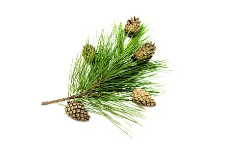Fir tree branches with cones isolated on white background. Christmas pine tree branches decoration...