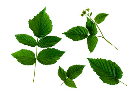 Raspberry leaves isolated. Green leaves isolated.