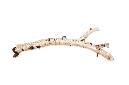 Birch branches isolated on white background. Natural decoration elements.の写真素材