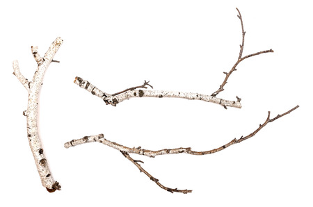 Birch branches isolated on white background. Natural decoration elements.の写真素材