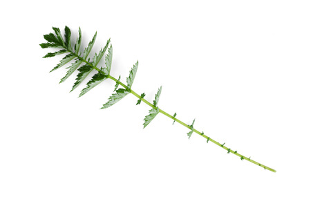 Green plant leaf isolated on white background.の写真素材