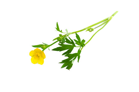 Meadow yellow flower isolated on white background.の写真素材