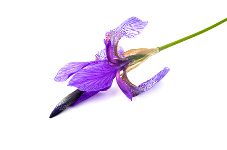 Lilac wild flower isolated on white background.の写真素材