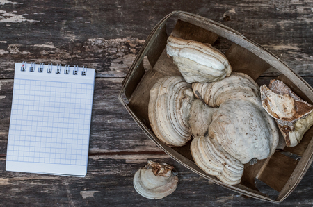 Chaga (shelf fungus) medicinal mushroom and blank note pad recipe on the wooden background. Naturopathy. Alternative medicine.の写真素材