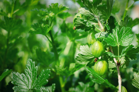 Young gooseberry tree with green berries background.の写真素材