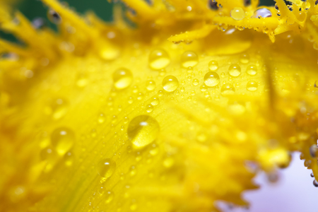 Dew drops on a yellow tulip flower petals abstract background.