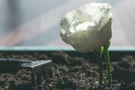 Gardening abstract background. Blooming rose flower and a garden tools around on a ground.の写真素材