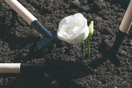 Gardening abstract background. Blooming rose flower and a garden tools around on a ground.の写真素材