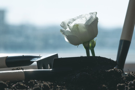 Gardening abstract background. Blooming rose flower and a garden tools around on a ground.の写真素材