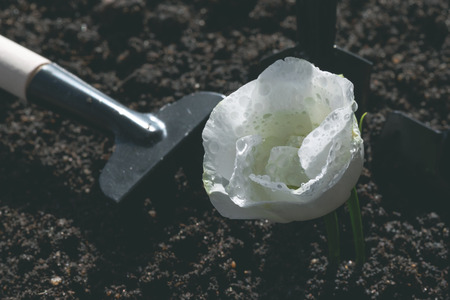 Gardening abstract background. Blooming rose flower and a garden tools around on a ground.の写真素材