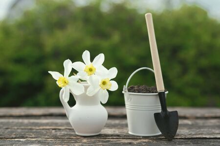 Narcissus flowers in a jug, bucket with a soil and a shovel on a garden wooden table. Gardening...