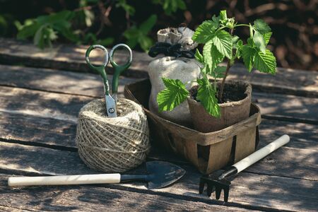 Raspberries tree branch in a pot and gardening tools on a table. Gardening abstract background. Agriculture.の写真素材