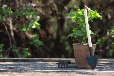 Currants tree branch in a pot and gardening tools on a table. Gardening abstract background. Agriculture.の写真素材