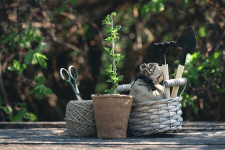 Gooseberry tree branch in a pot and garden tools on a wooden table. Gardening abstract background....
