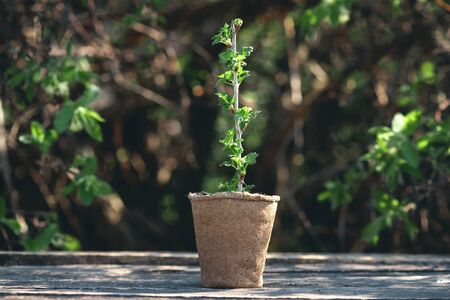 Gooseberry tree branch in a pot on a wooden garden table. Gardening abstract background....