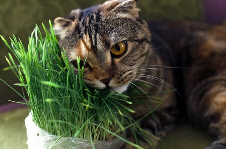 Brown scottish fold cat is eating a green grass when is lying on an armchair.の写真素材