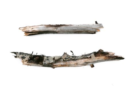 Dry tree branch isolated on white background.の写真素材