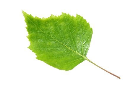 Green birch tree leaf isolated on white background.の写真素材