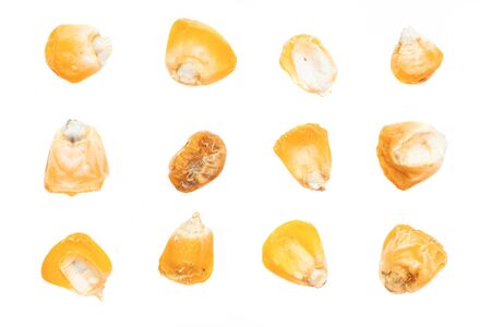 Corn seeds isolated on a white background.の写真素材