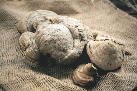 Birch tinder fungus on a wooden table background.の写真素材