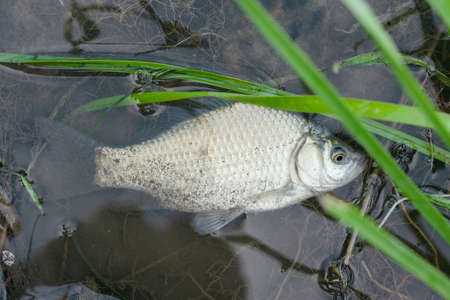 Crucian carp fish in the water close up.