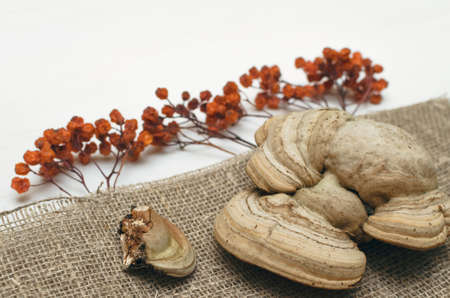 Herbal medicine. Alternative medicine concept. Wild dry rowan berry and medical fungus Betulinus on...