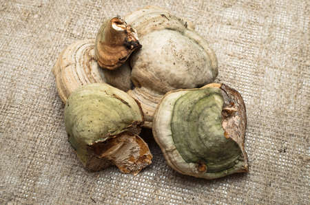 Shelf fungus isolated on sackcloth background. Fungus Betulinus. Herbal medicine. Alternative...