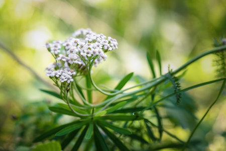 Milfoil flower Achillea Millefolium close up background.