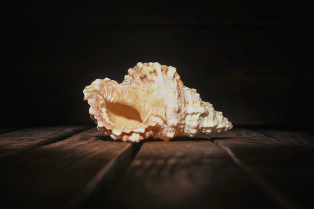 Seashell on the dark table background front view close up.の写真素材