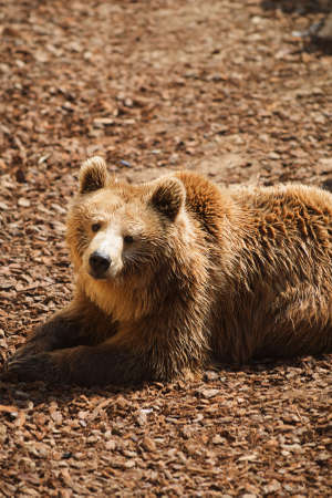 Brown Bear - Ursus arctors の写真素材