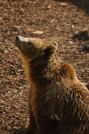 Brown Bear - Ursus arctors の写真素材